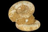 Pair Of Ammonite (Perisphinctes) Fossils - Jurassic #133846-3
